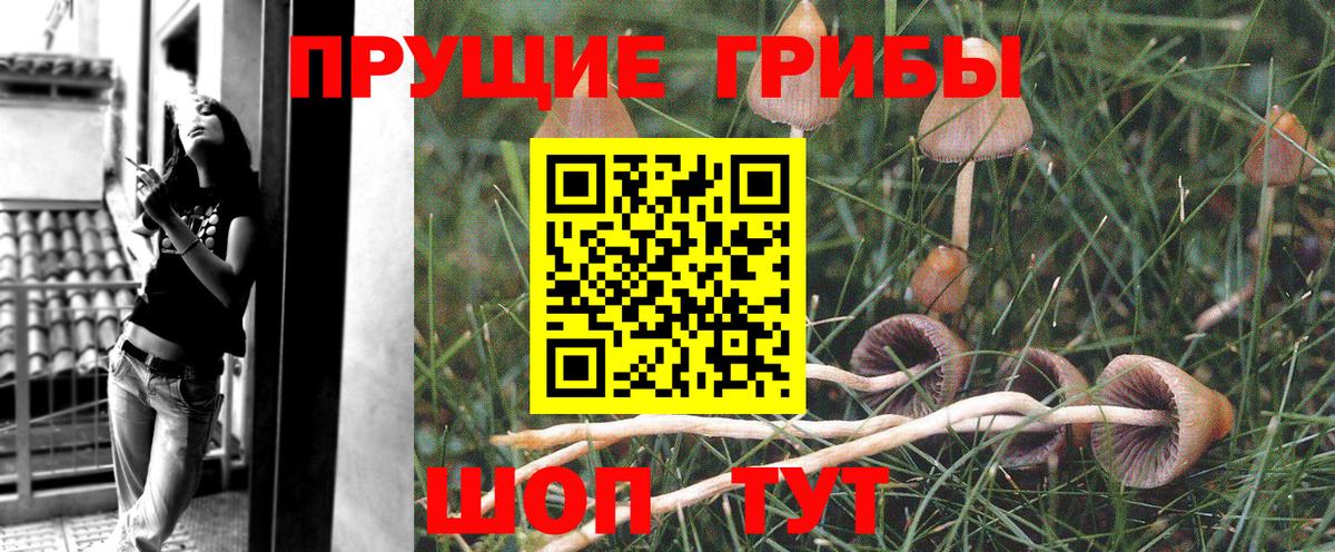 Энгельс  Псилоцибиновые грибы прущие грибы  Псилоцибиновые грибы ЛСД  Вход с VPN 